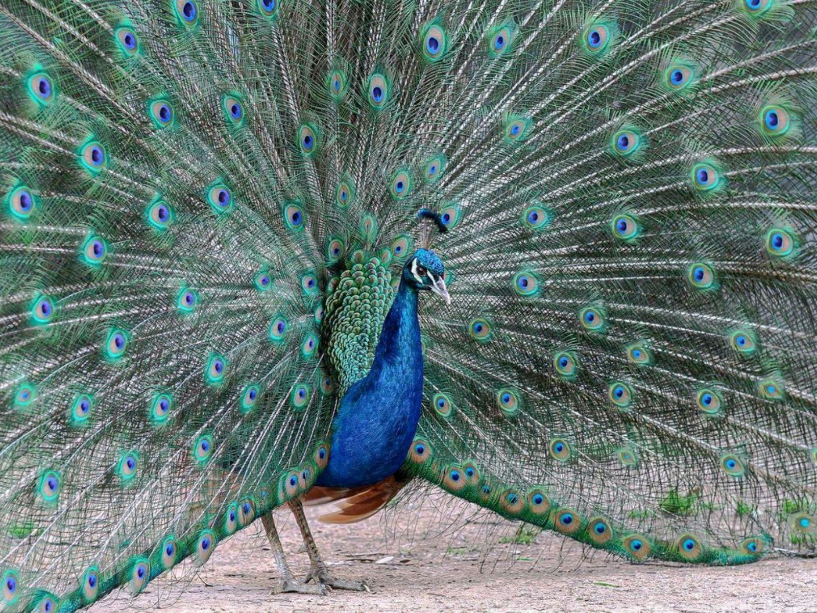 Peacock