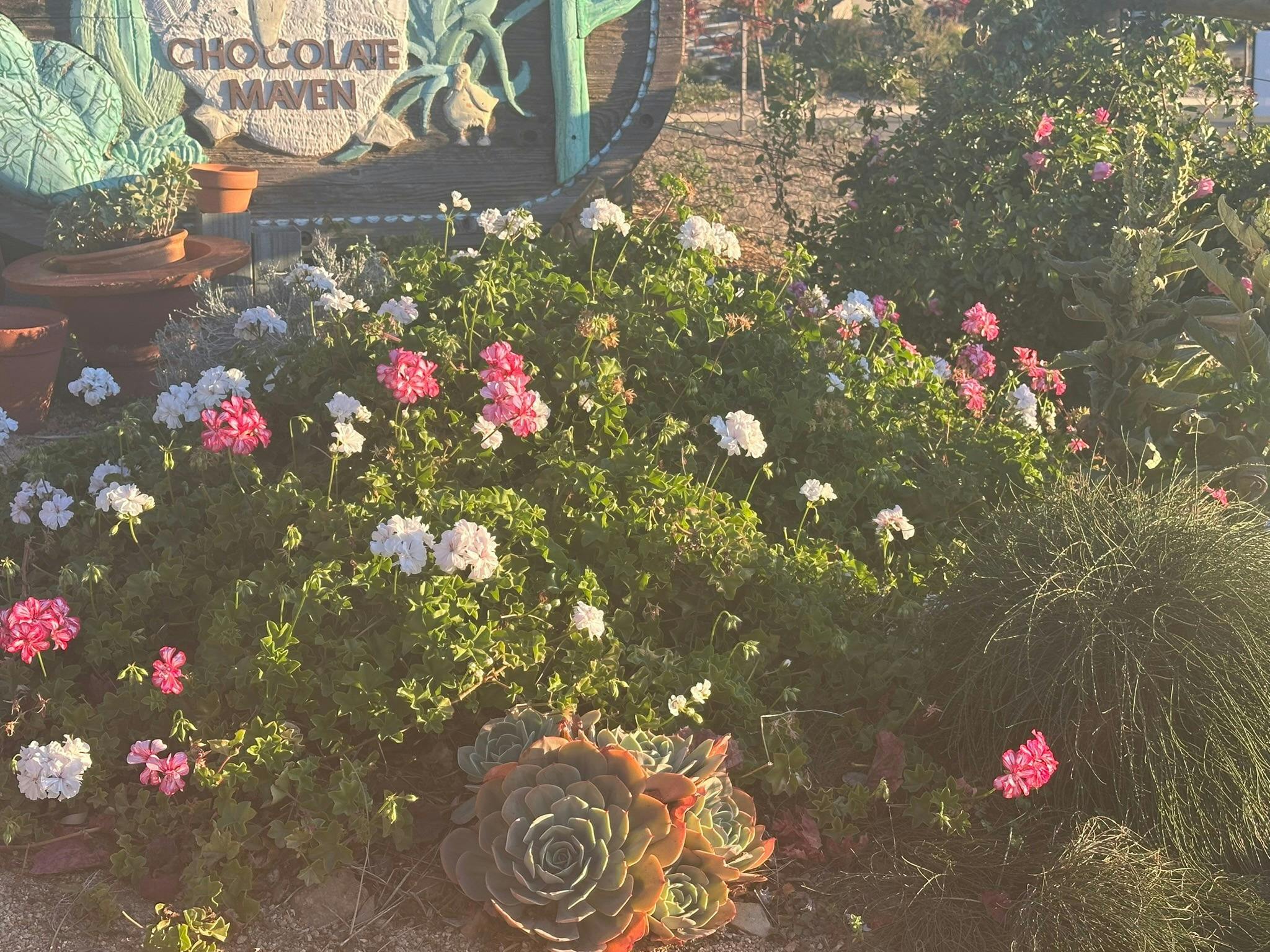 flowering plants in a garden