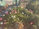 flowering plants in a garden