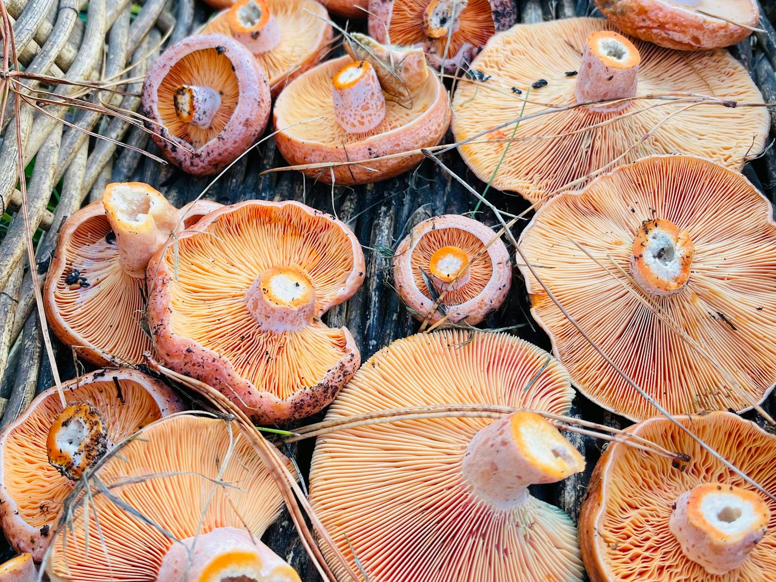 A basket of saffron milk cap mushrooms