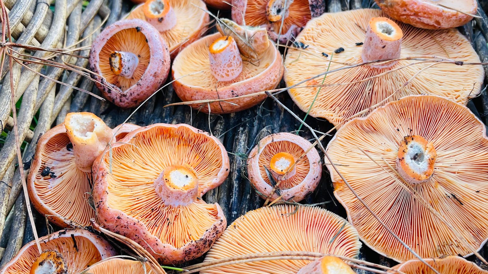 You’ll never know what we’ll find - being seasonal, it’s up to Mother Nature!