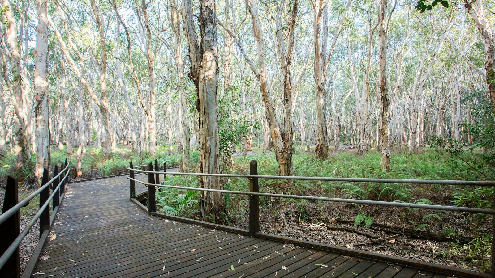 Boardwalk along Kommo Toera Trail