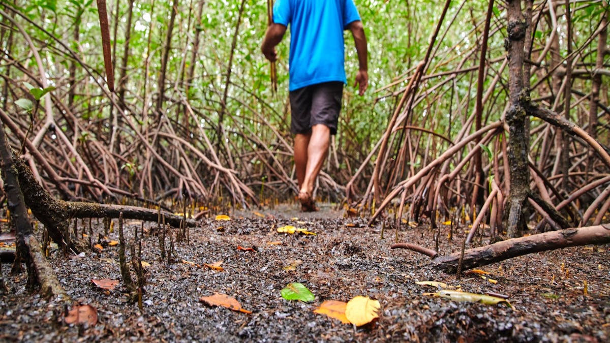 Walking track through mangrove