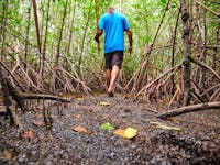 Walking track through mangrove