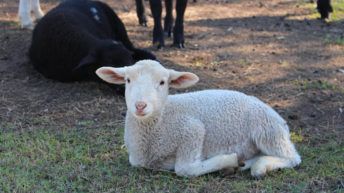Haigslea EWE-Nique