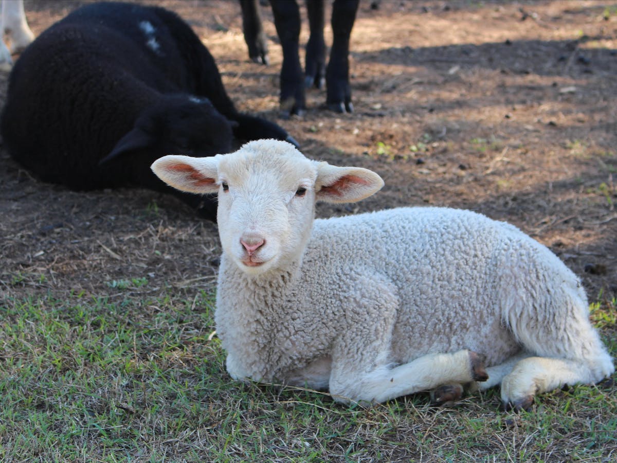 Haigslea EWE-Nique