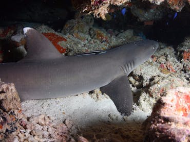 Coral Gardens