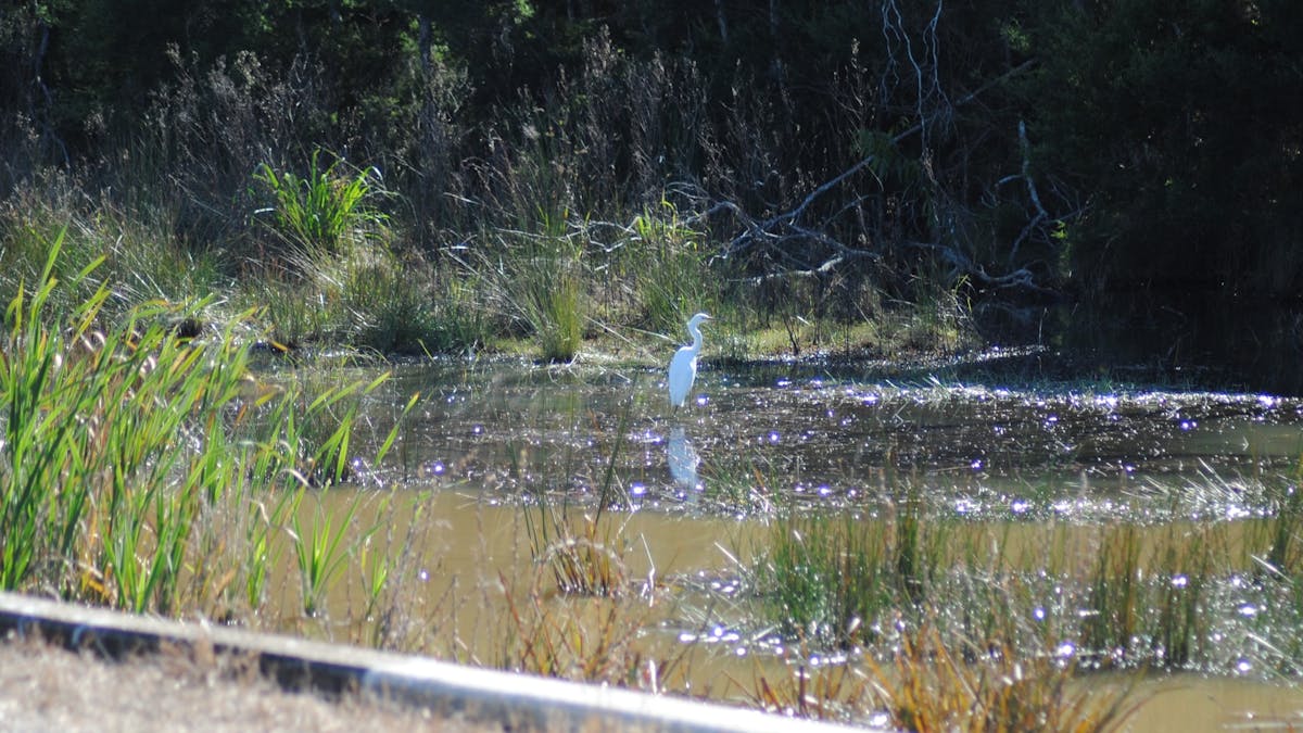 photo of a shore bird wading in a waterway