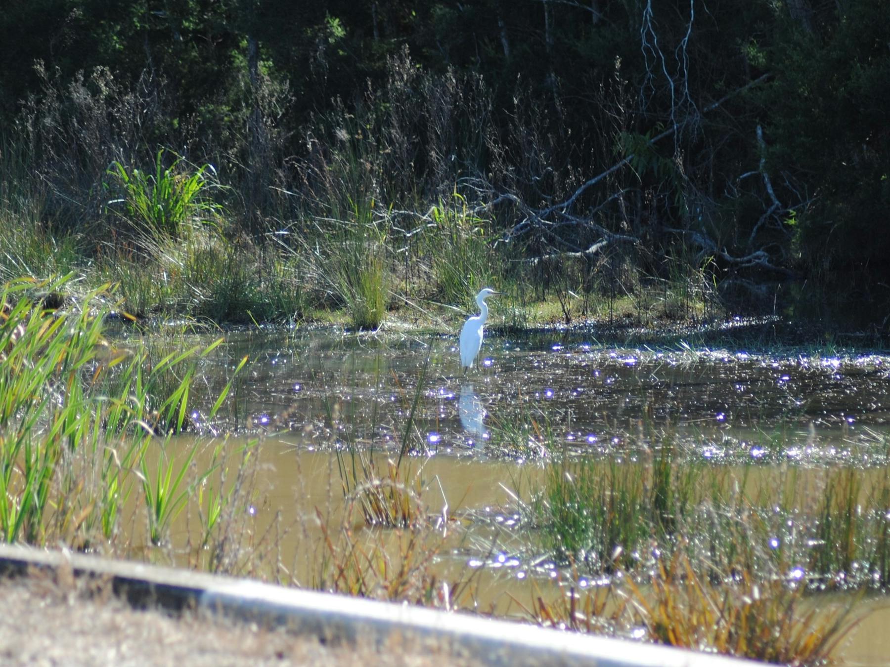 photo of a shore bird wading in a waterway