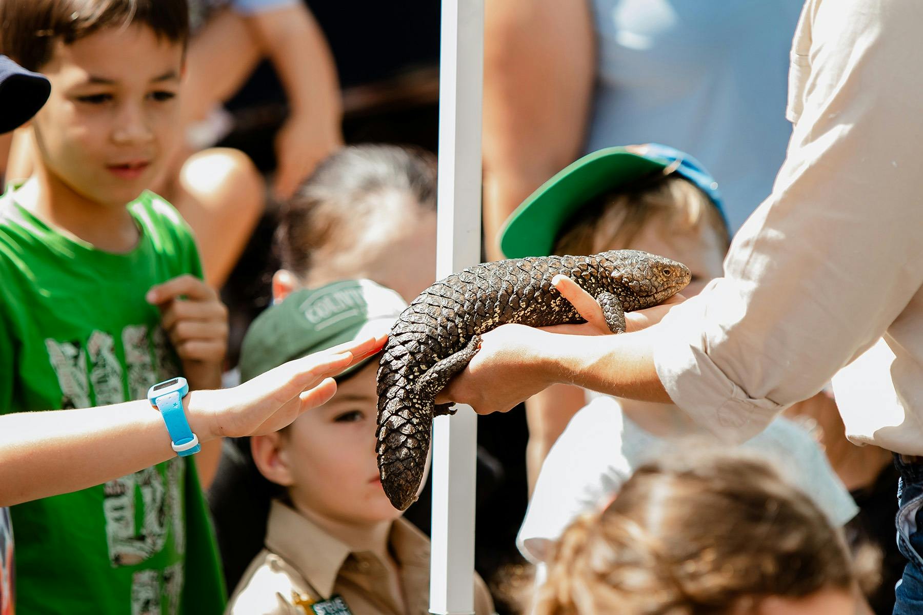 Children looking at lizard close up and one child reaching out to touch it