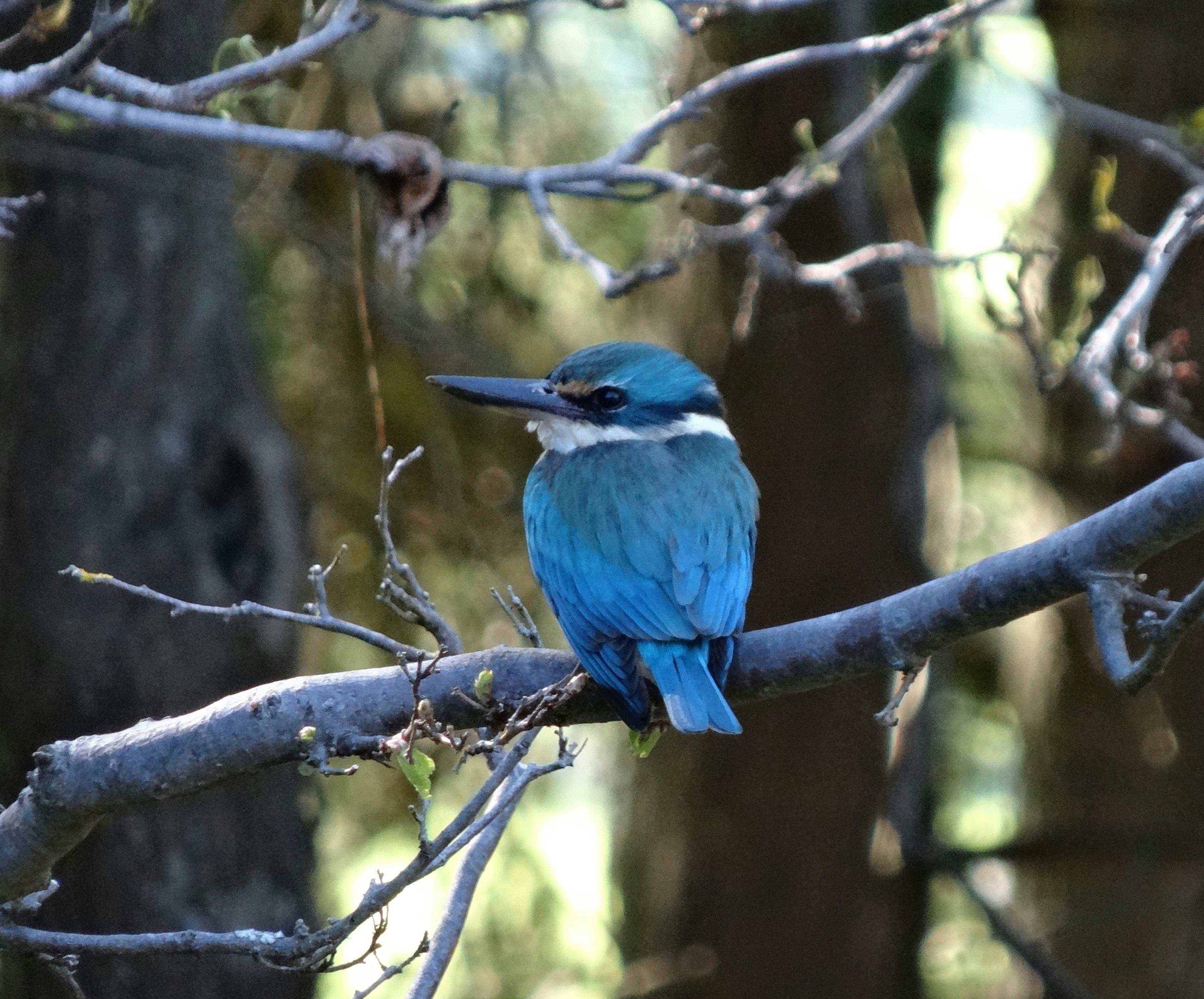 バードウォッチング
