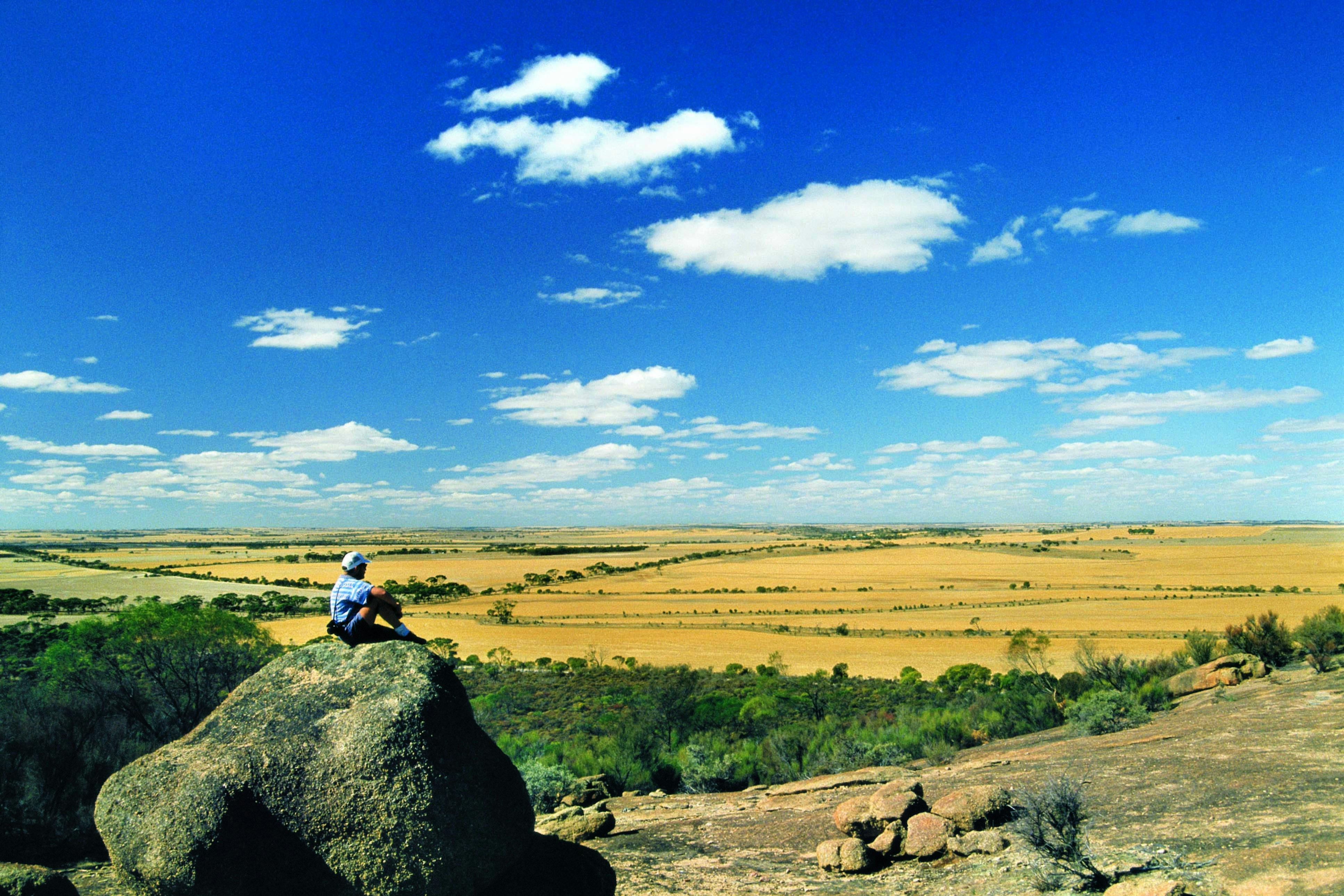 Wave Rock Wildflower Trail, Kellerberrin, Western Australia