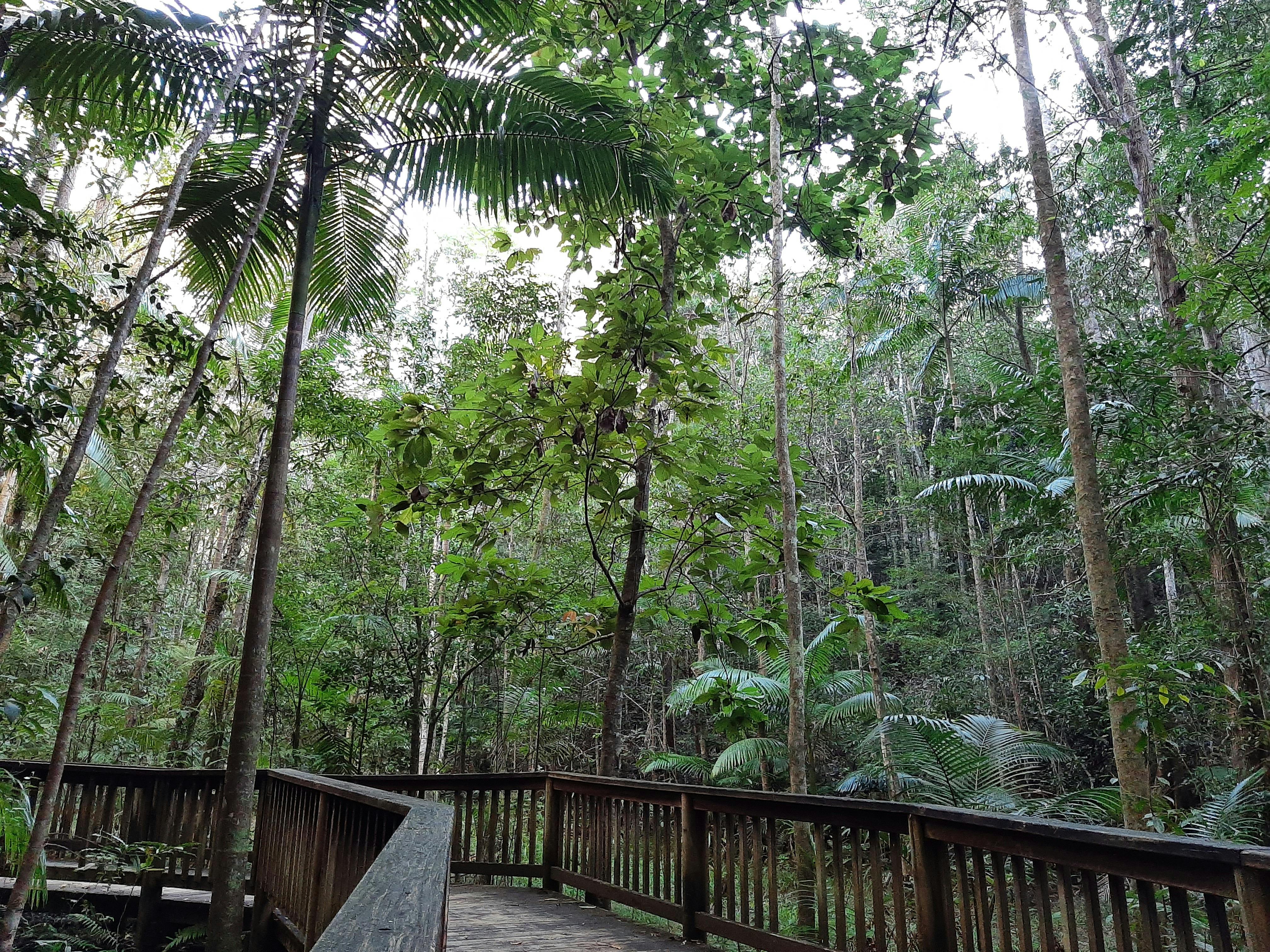 Buderim Forest Park boardwalk