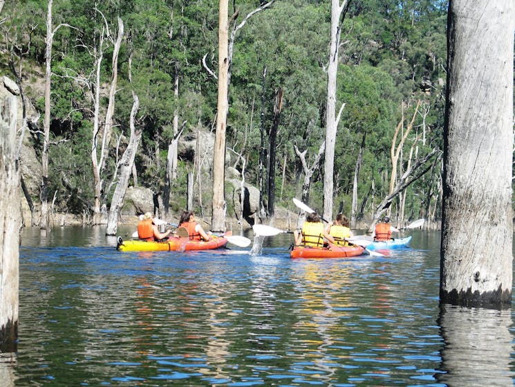 Kangaroo Valley Safaris