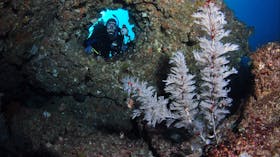 Roberts Shoal Dive Site