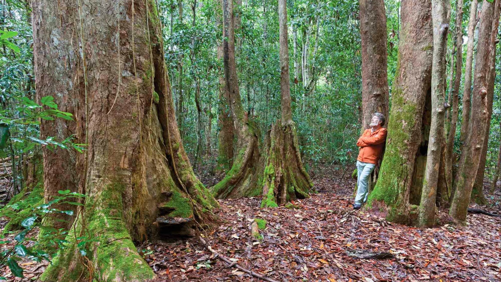 Box Ridge walking track