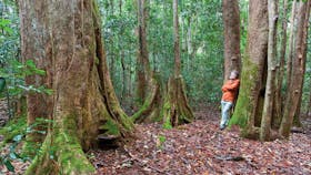 Box Ridge walking track