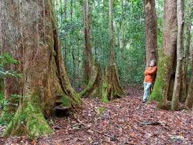 Box Ridge walking track