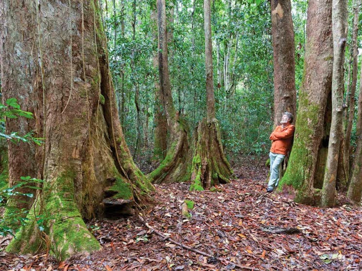 Box Ridge walking track