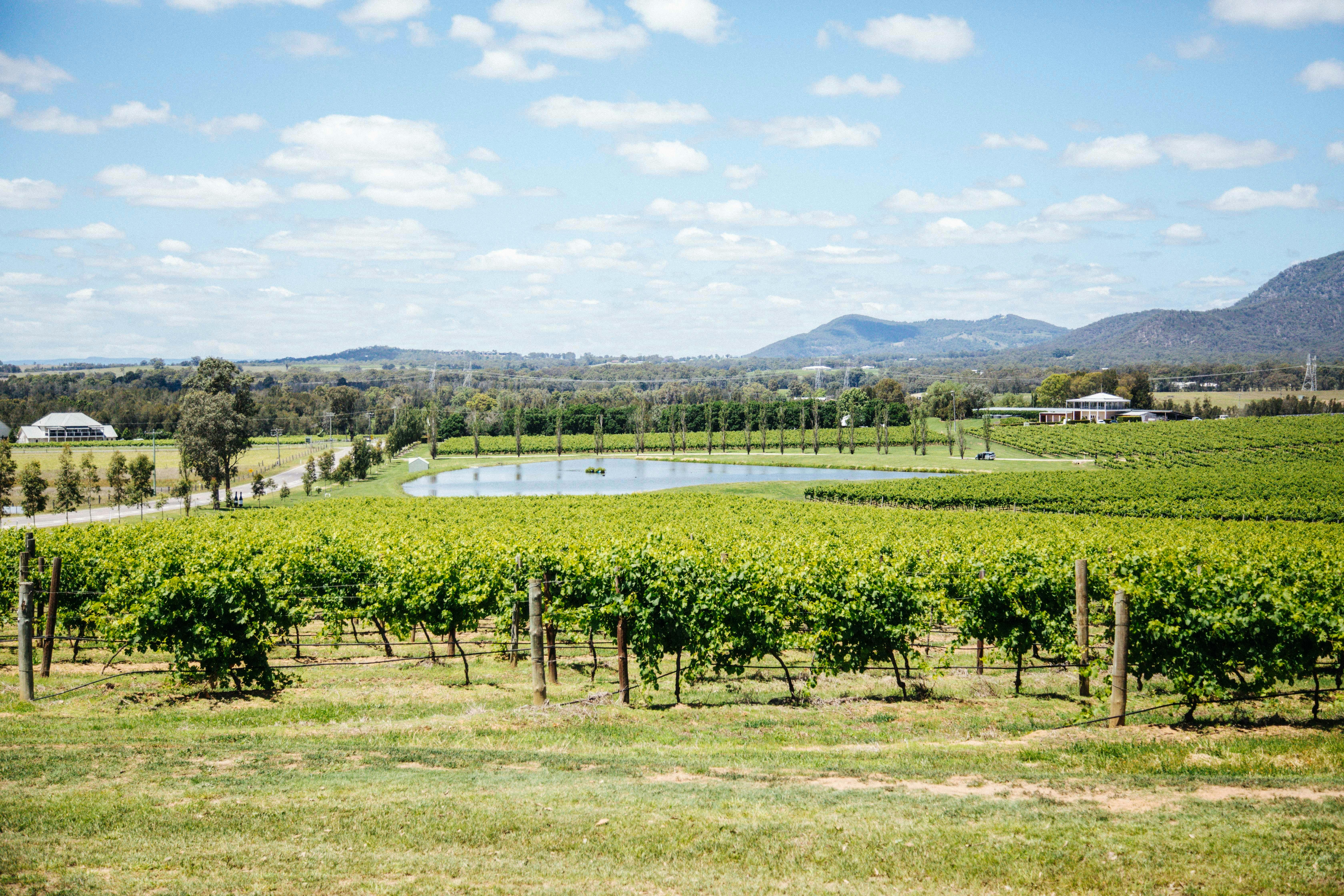 Grape Vines with a lake and rolling hills in the background
