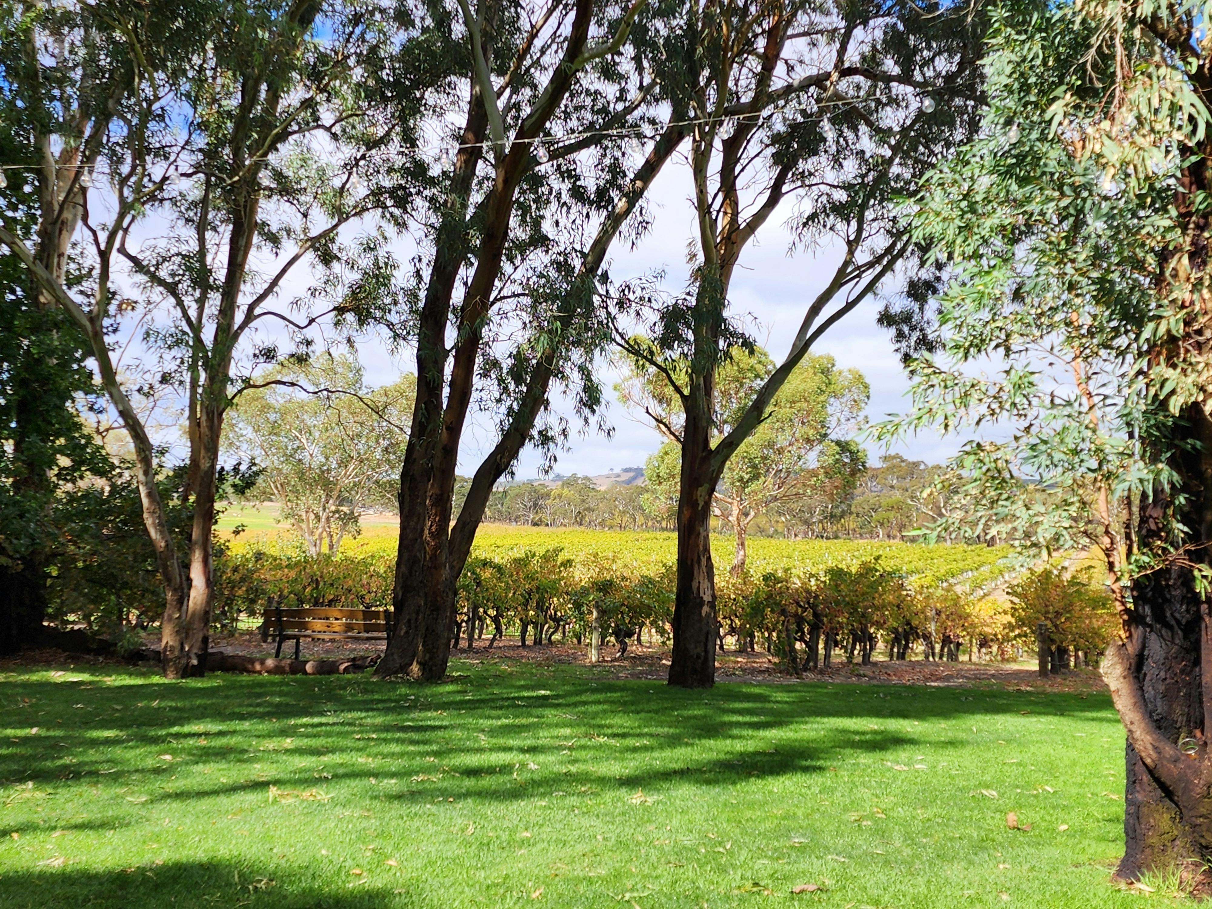 Vines in McLaren Vale