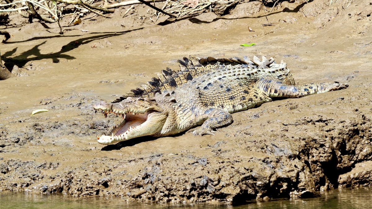 Daintree River Cruise Wildlife Spotting of a Salt Water Crocodile in Tropical North Queensland Daintree River Cruise Wildlife Spotting of a Salt Water Crocodile in Tropical North Queensland