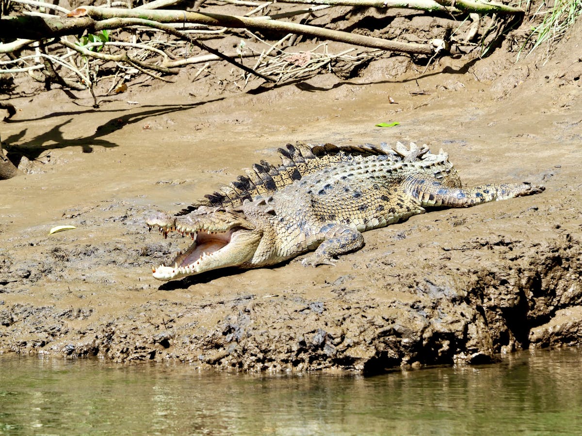 Daintree River Cruise Wildlife Spotting of a Salt Water Crocodile in Tropical North Queensland