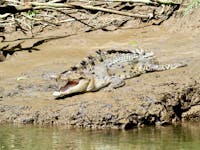 Daintree River Cruise Wildlife Spotting of a Salt Water Crocodile in Tropical North Queensland