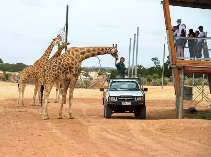 Wellness at Monarto Safari Park
