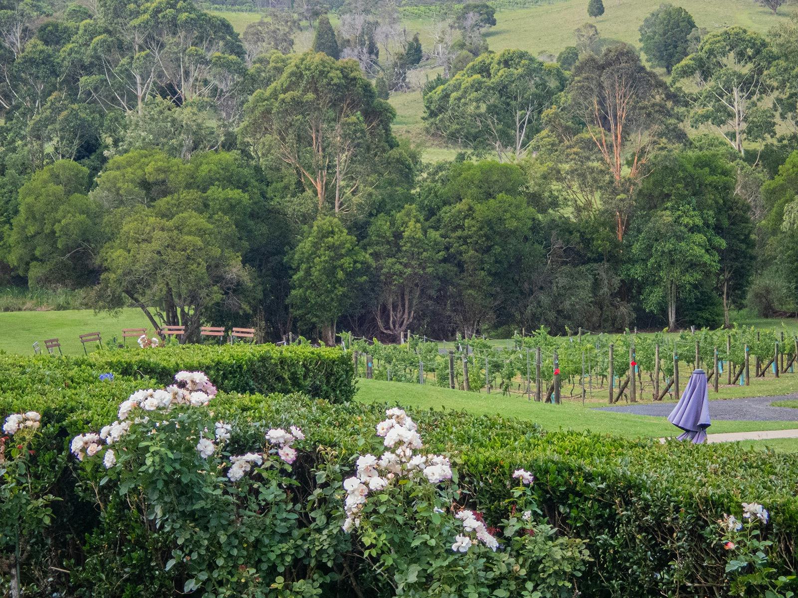 Wine tasting and an excellent lunch are part of the private tour with Brisbane Nature Tours