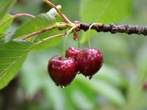 Red Hill Cherry Farm