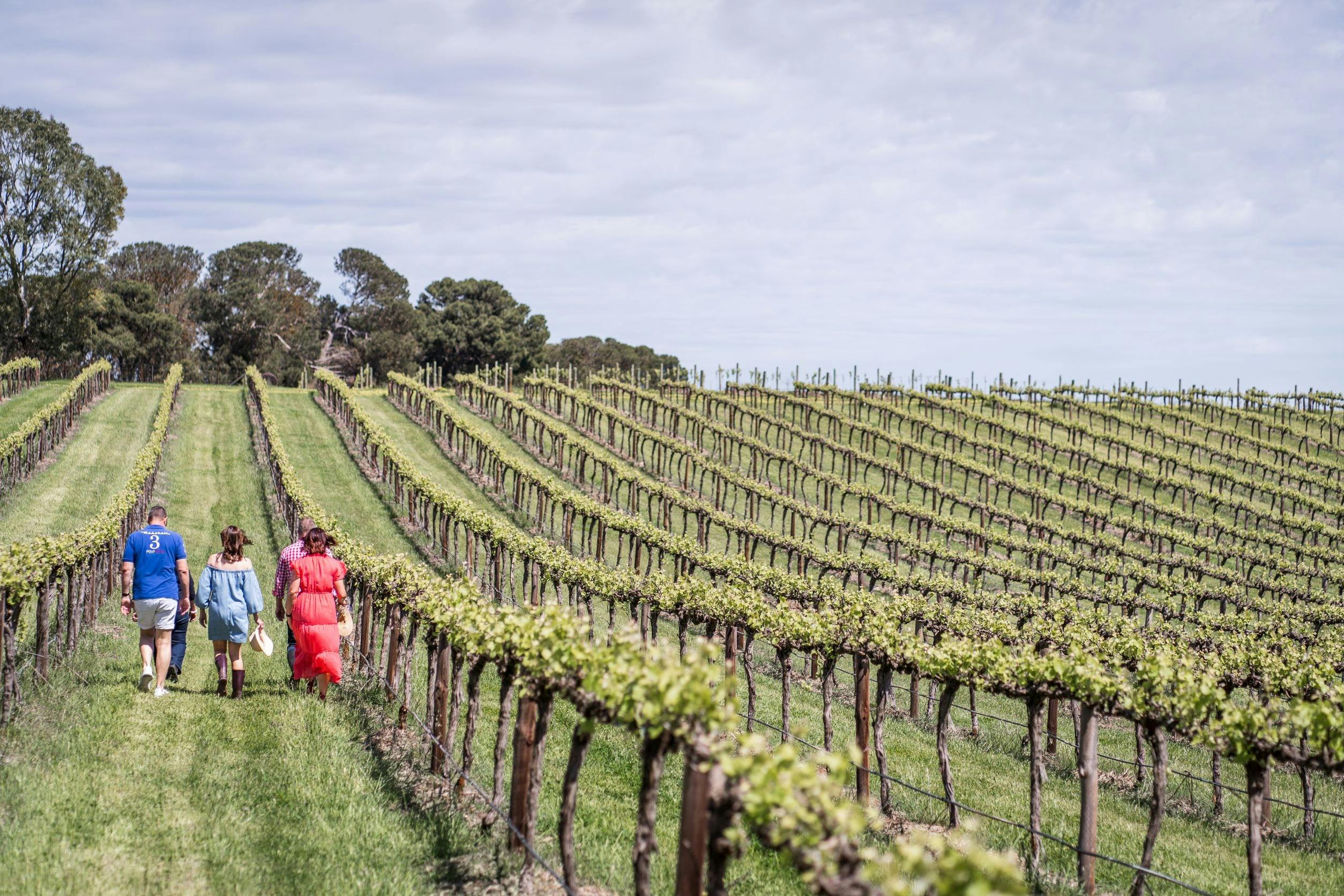 Visitors walking up the vineyard row