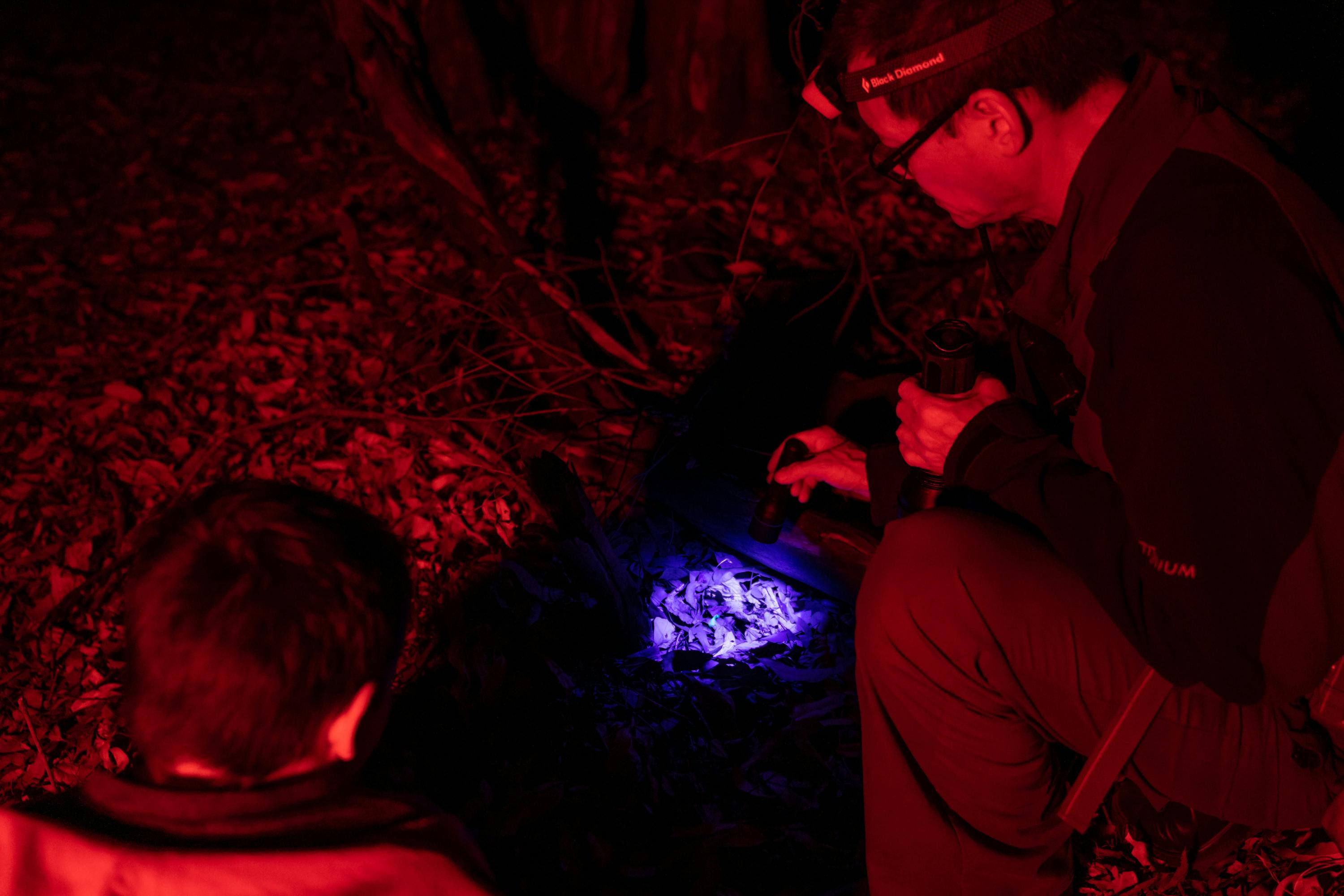 Tour guide shines a UV torch on a native scorpion to make the exoskeleon fluoresce, Carnarvon Gorge.