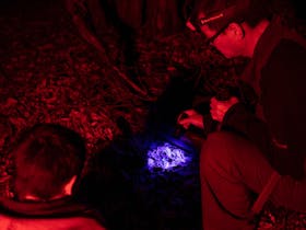 Tour guide shines a UV torch on a native scorpion to make the exoskeleon fluoresce, Carnarvon Gorge.