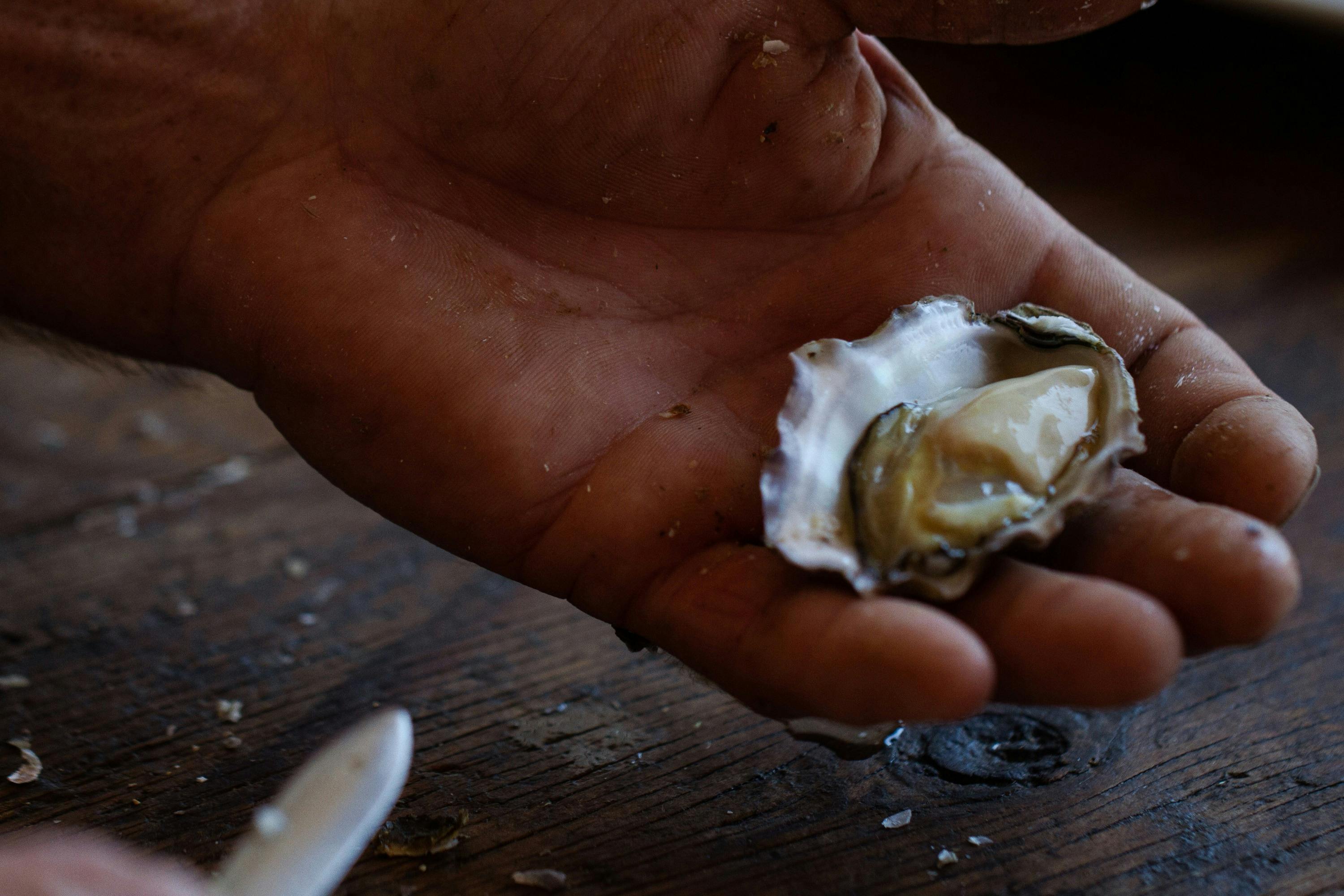 Sydney Rock oyster shucking