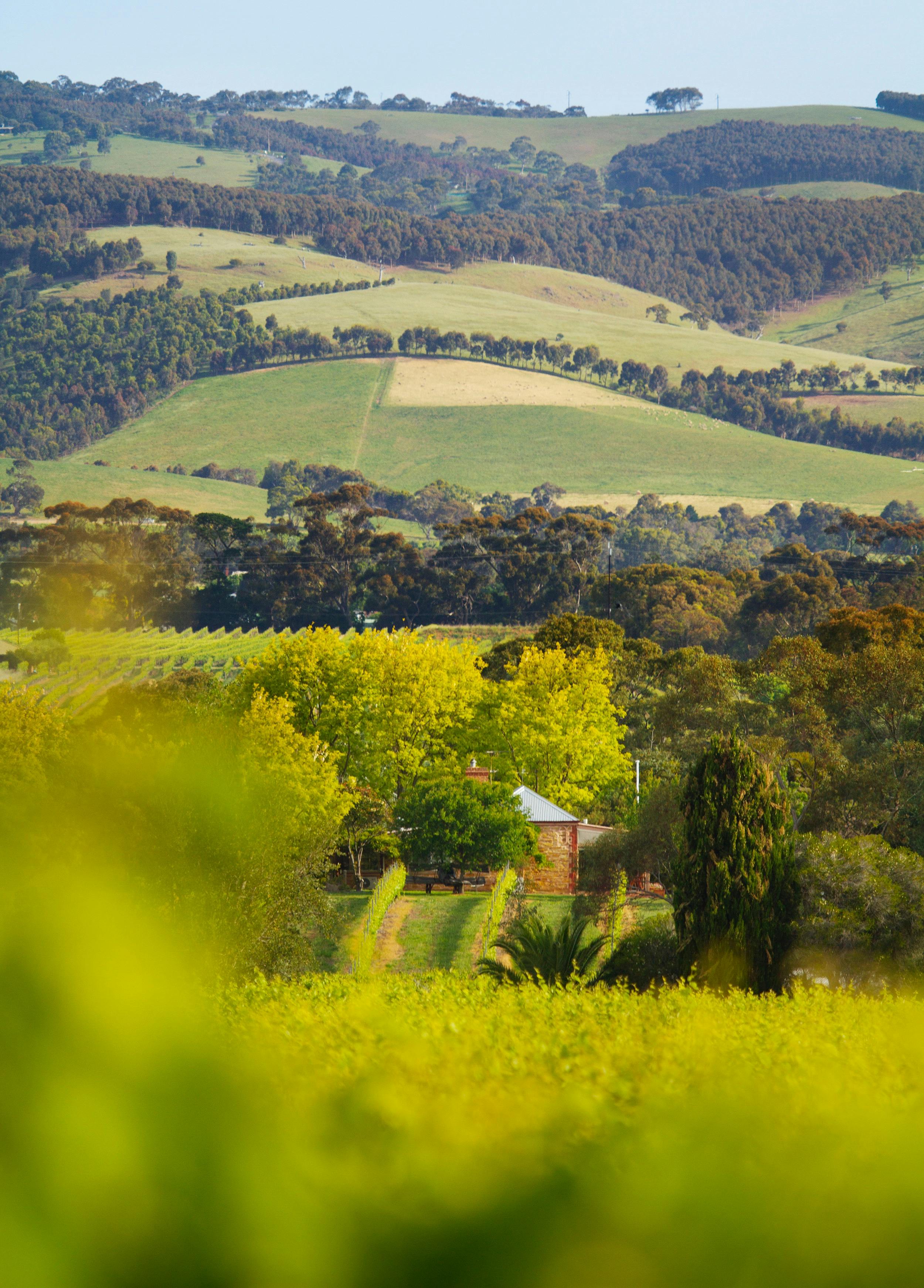 Fox Creek Wines Cellar Door