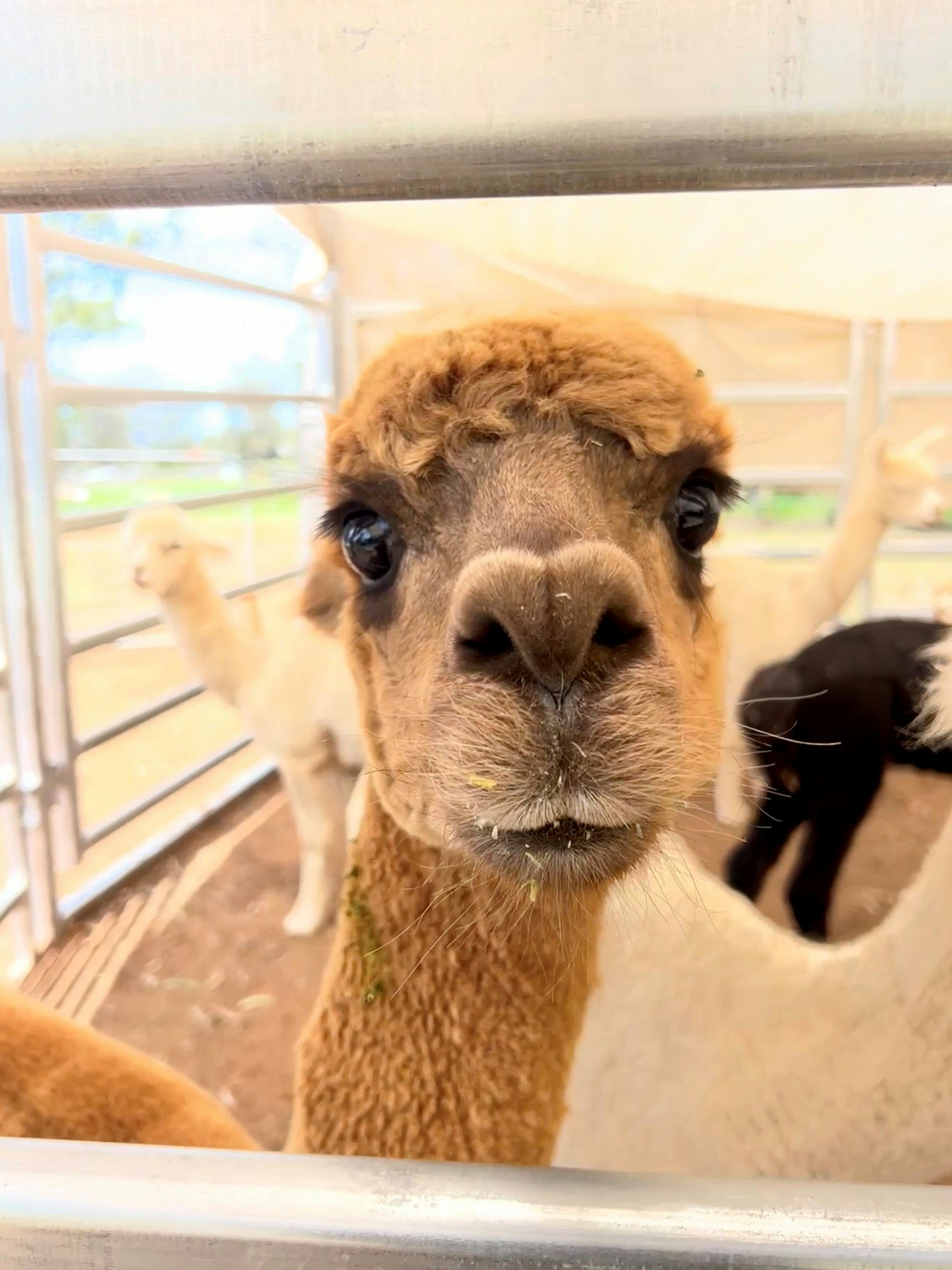 Mysteria Alpacas