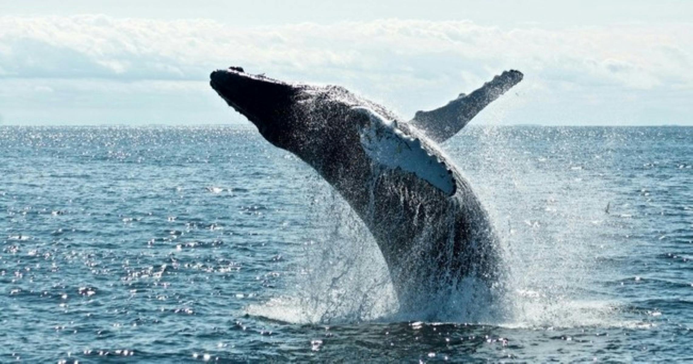 Whale watching Byron Bay (Jun-Oct)