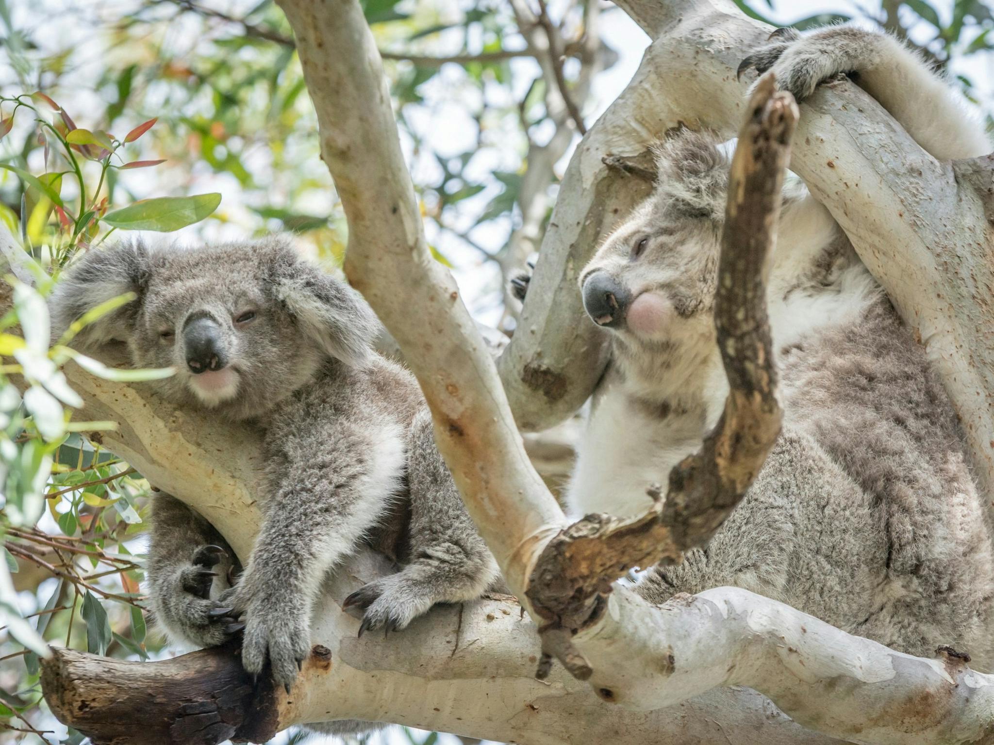 2 koalas in gum trees