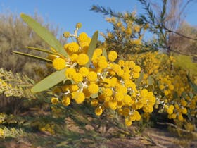 Wildflowers in the SA outback