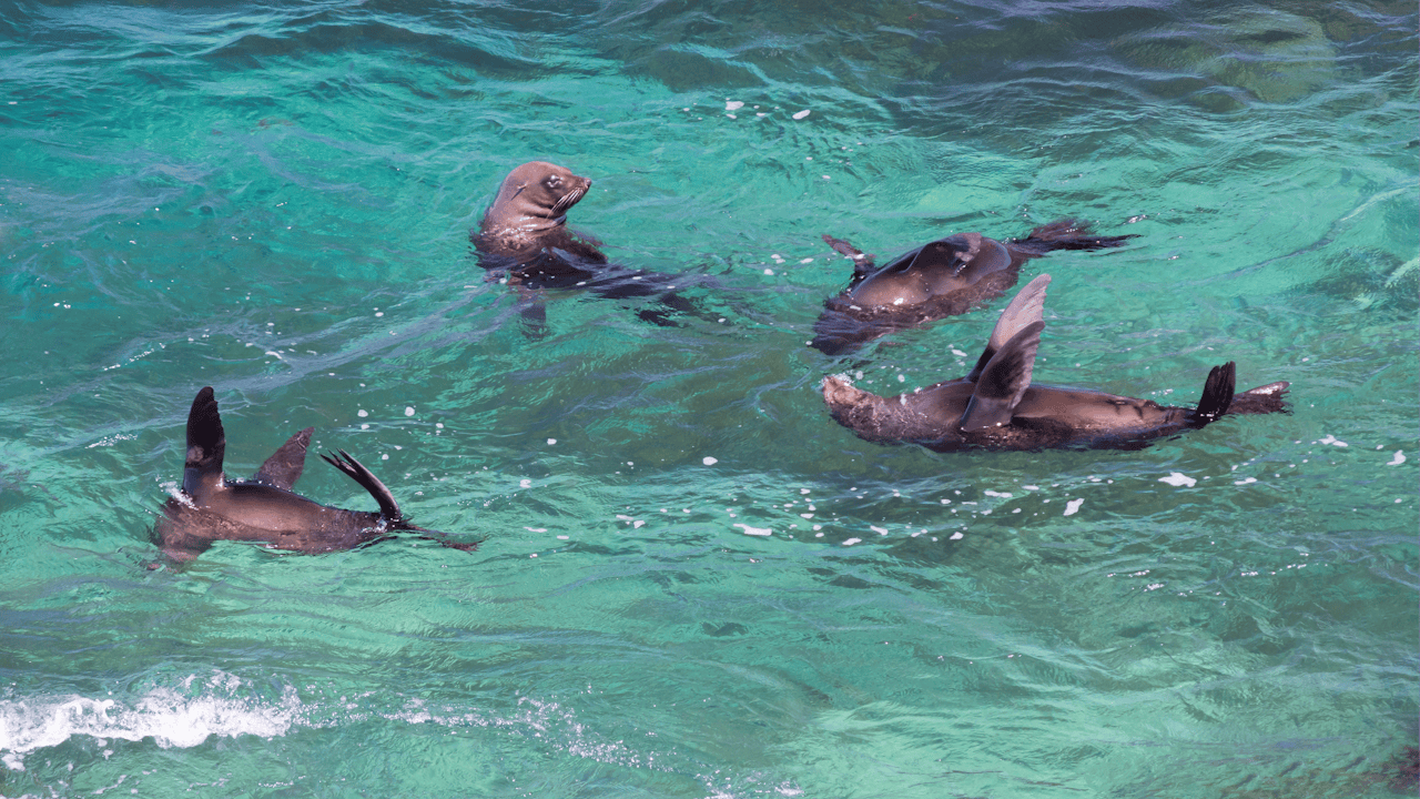 Four seals playing and swimming in clear blue water