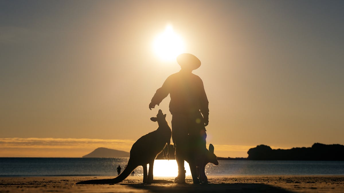 Man with two kangaroos at the beach at sunset