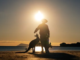 Man with two kangaroos at the beach at sunset