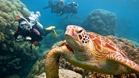 Scuba diver on Agincourt reefs off Port Douglas
