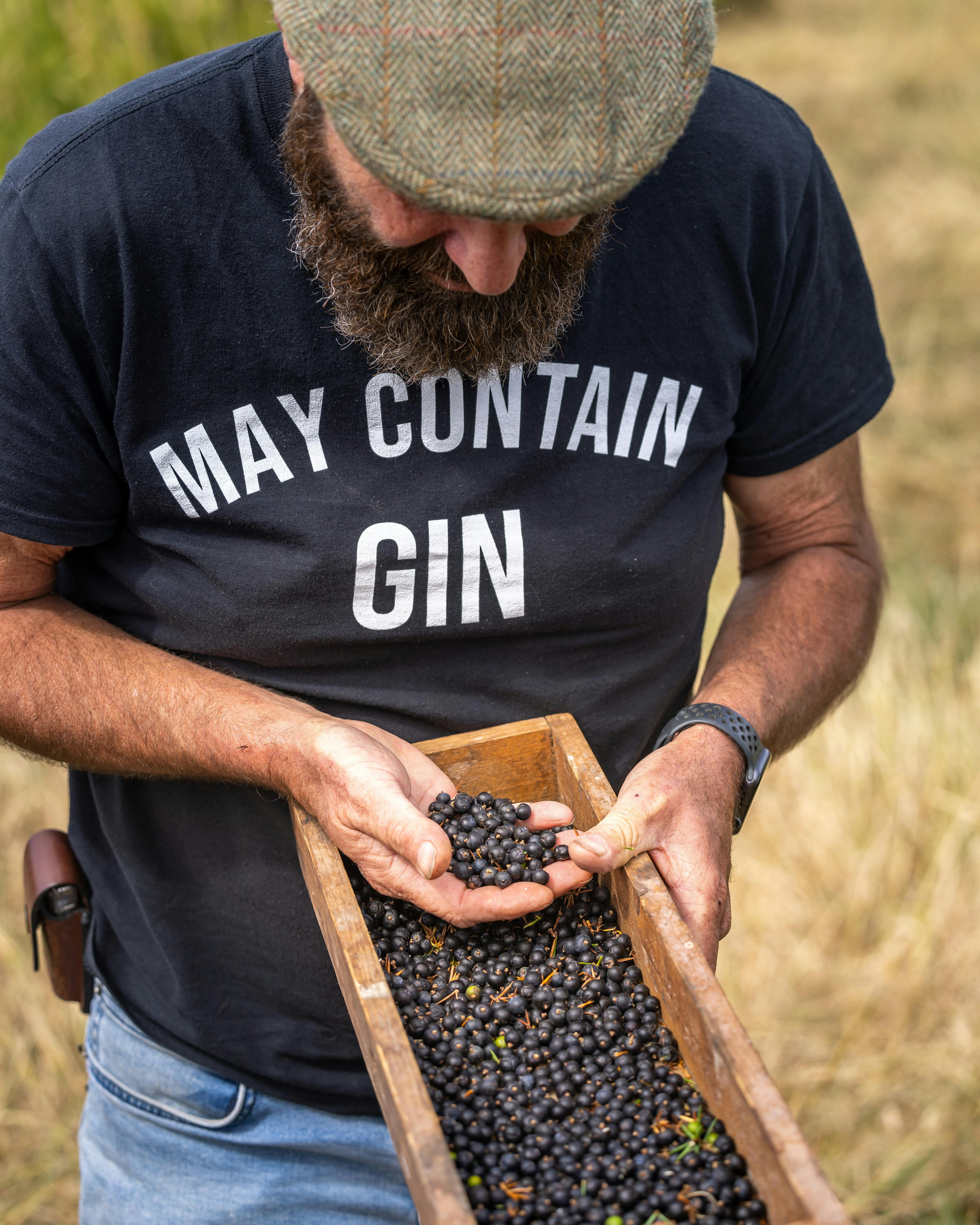 Man holding small blue back juniper berries in his hand