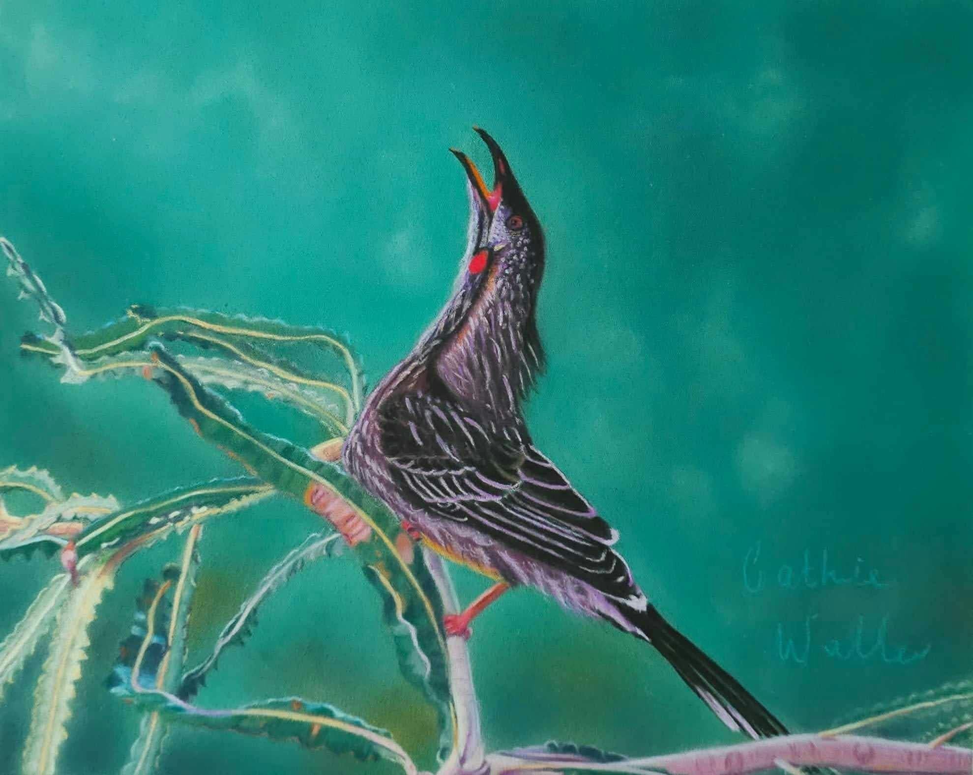 Australian Red Wattle Bird