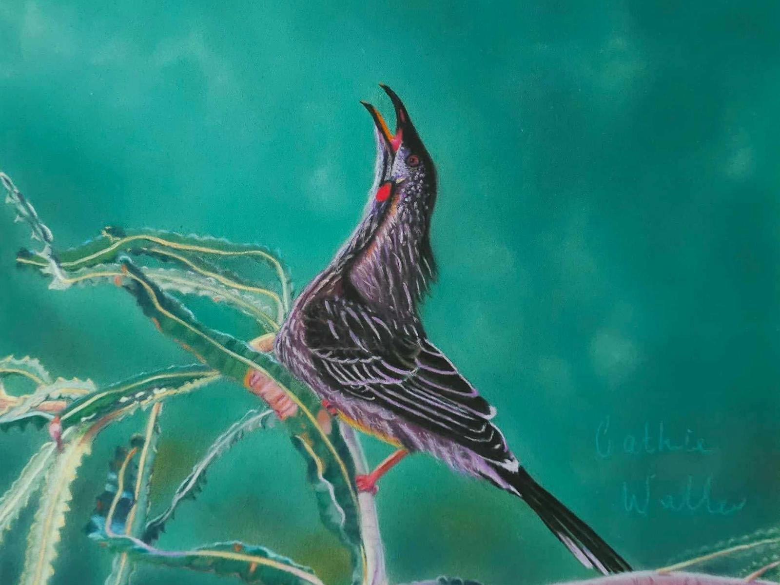 Australian Red Wattle Bird