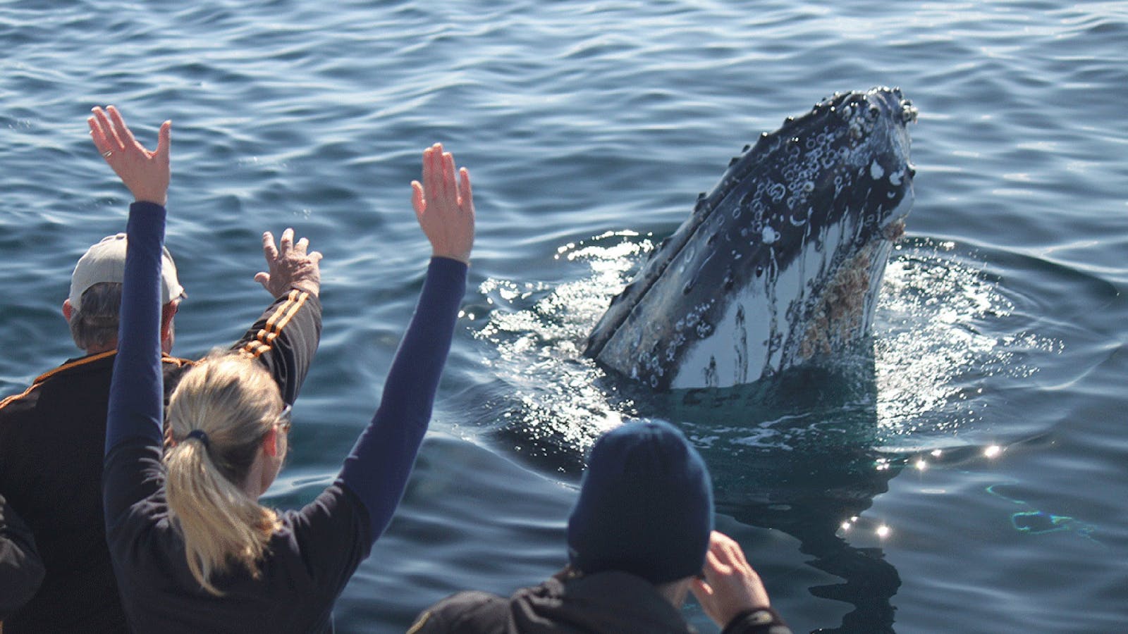 Eden Whale Festival