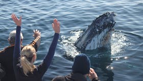 Eden Whale Festival