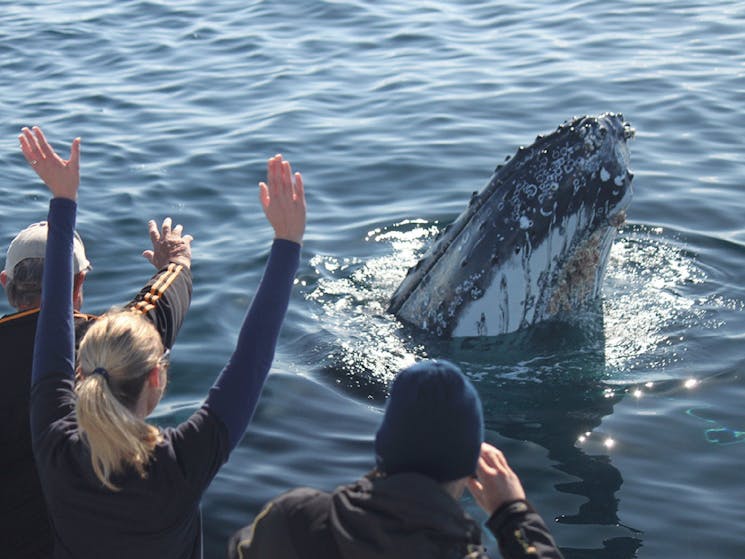 People watching a whale in the water at very close range